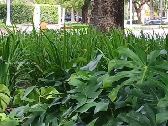 a plant with lots of trees