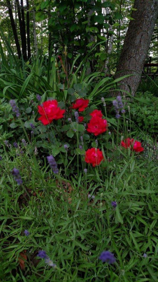 12559 16 Mile Road Rodney, MI 49342 - Photo 54 of 55 12814677_242140756122548_496333772635730