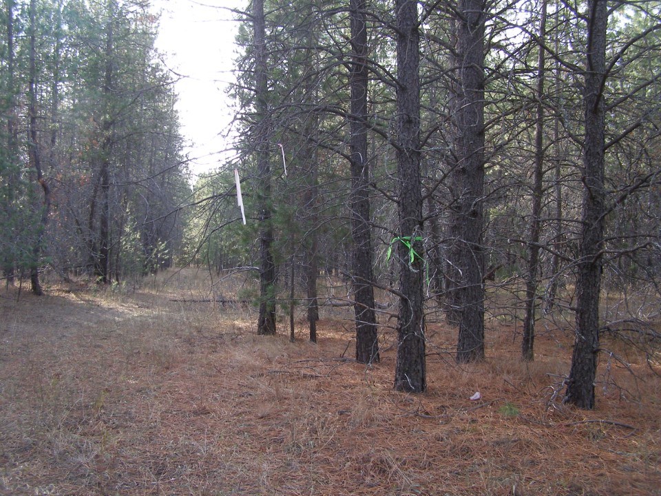 Nka Lyon And Moss Road Loon Lake, WA 99148 - Photo 1 of 4 Gallery Image 1
