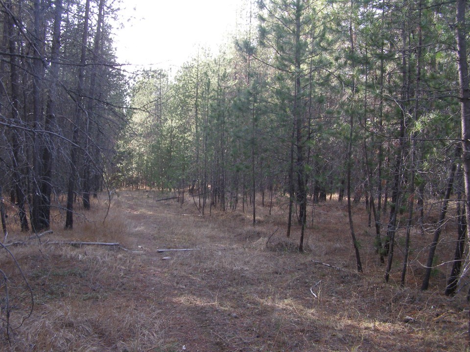 Nka Lyon And Moss Road Loon Lake, WA 99148 - Photo 2 of 4 Gallery Image 2