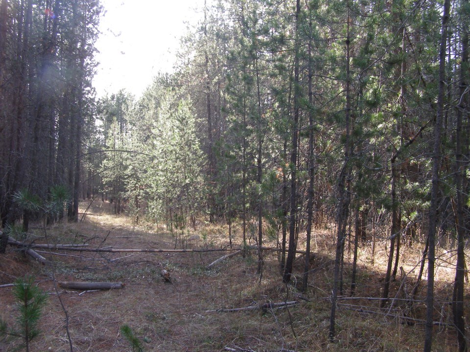 Nka Lyon And Moss Road Loon Lake, WA 99148 - Photo 3 of 4 Gallery Image 3