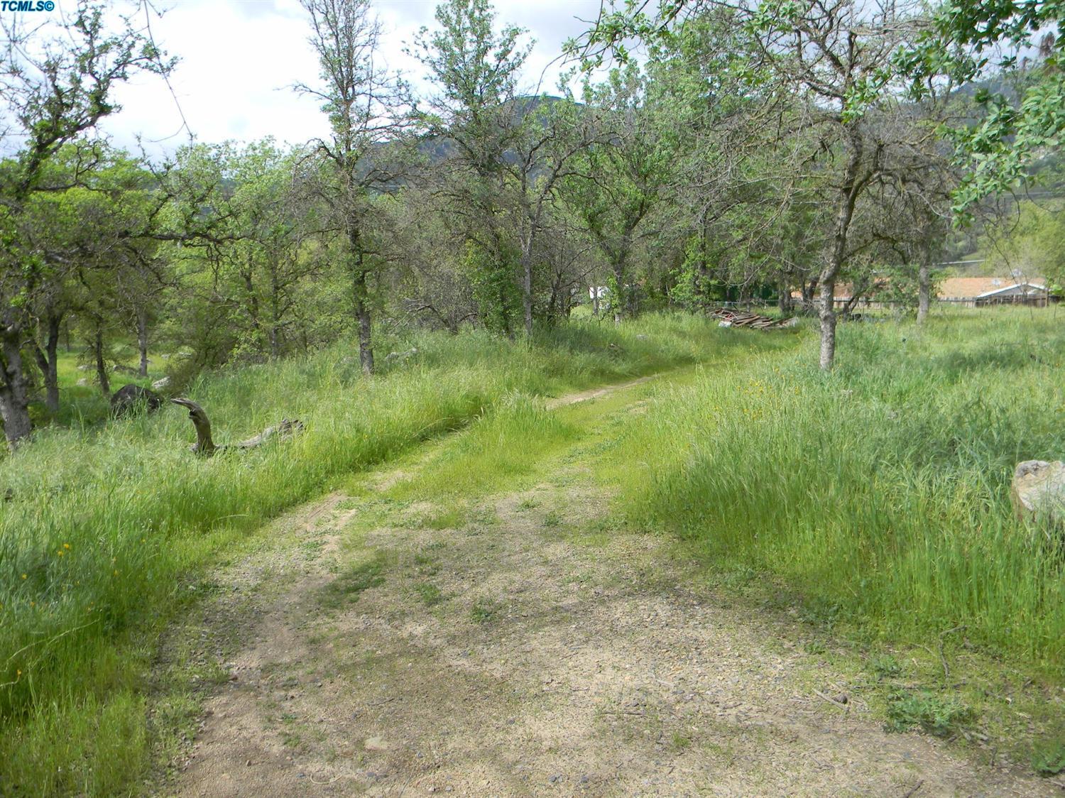 43554 Skyline Drive Three Rivers, CA 93271 - Photo 16 of 16 a view of a lush green forest with lots of trees