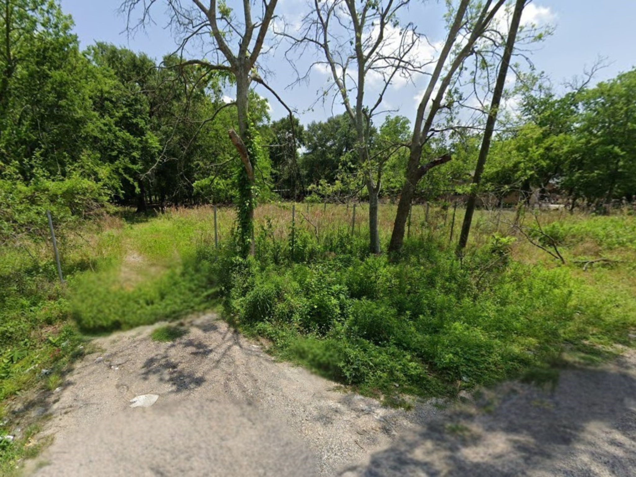 9146 Simmons Houston, TX 77093 - Photo 4 of 6 a view of a yard with plants and a large tree