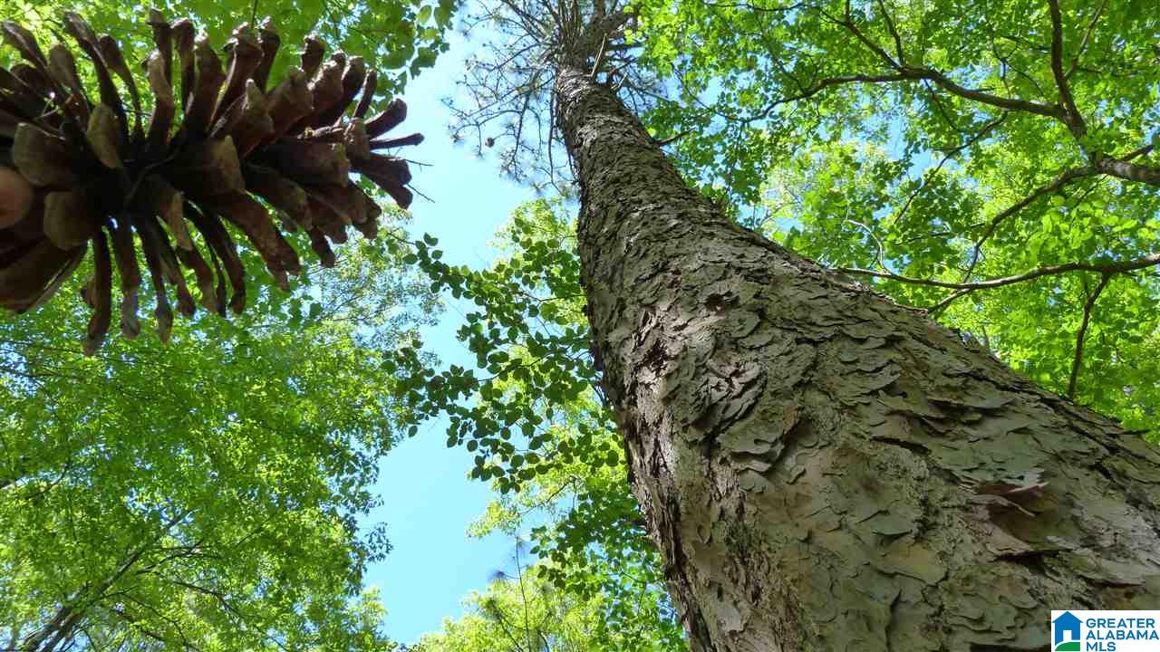 2934 Erin Road Lineville, AL 36266 - Photo 24 of 26