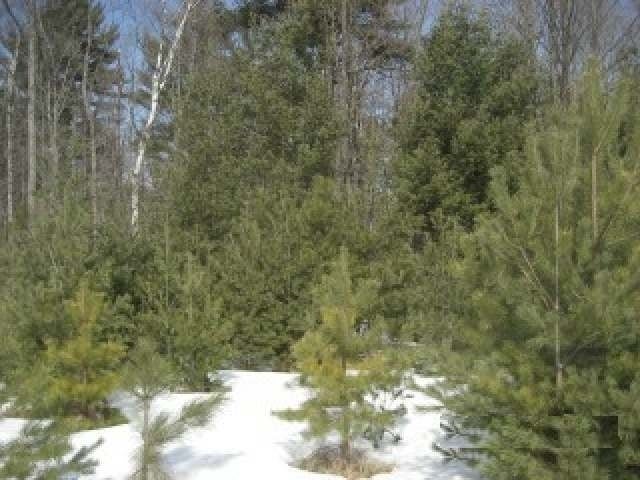 Tbd Martha Lake Road Mercer, WI 54547 - Photo 3 of 16 Gallery Image 3