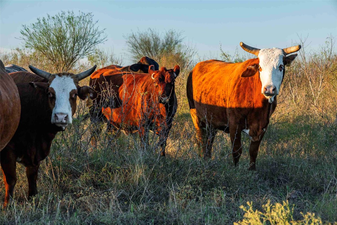 3191 County Road 463 Elgin, TX 78621 - Photo 4 of 33 a view of an outdoor sitting area
