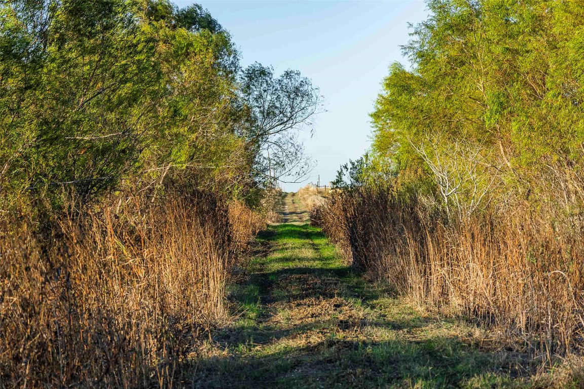 3191 County Road 463 Elgin, TX 78621 - Photo 6 of 33 a view of a yard with large trees