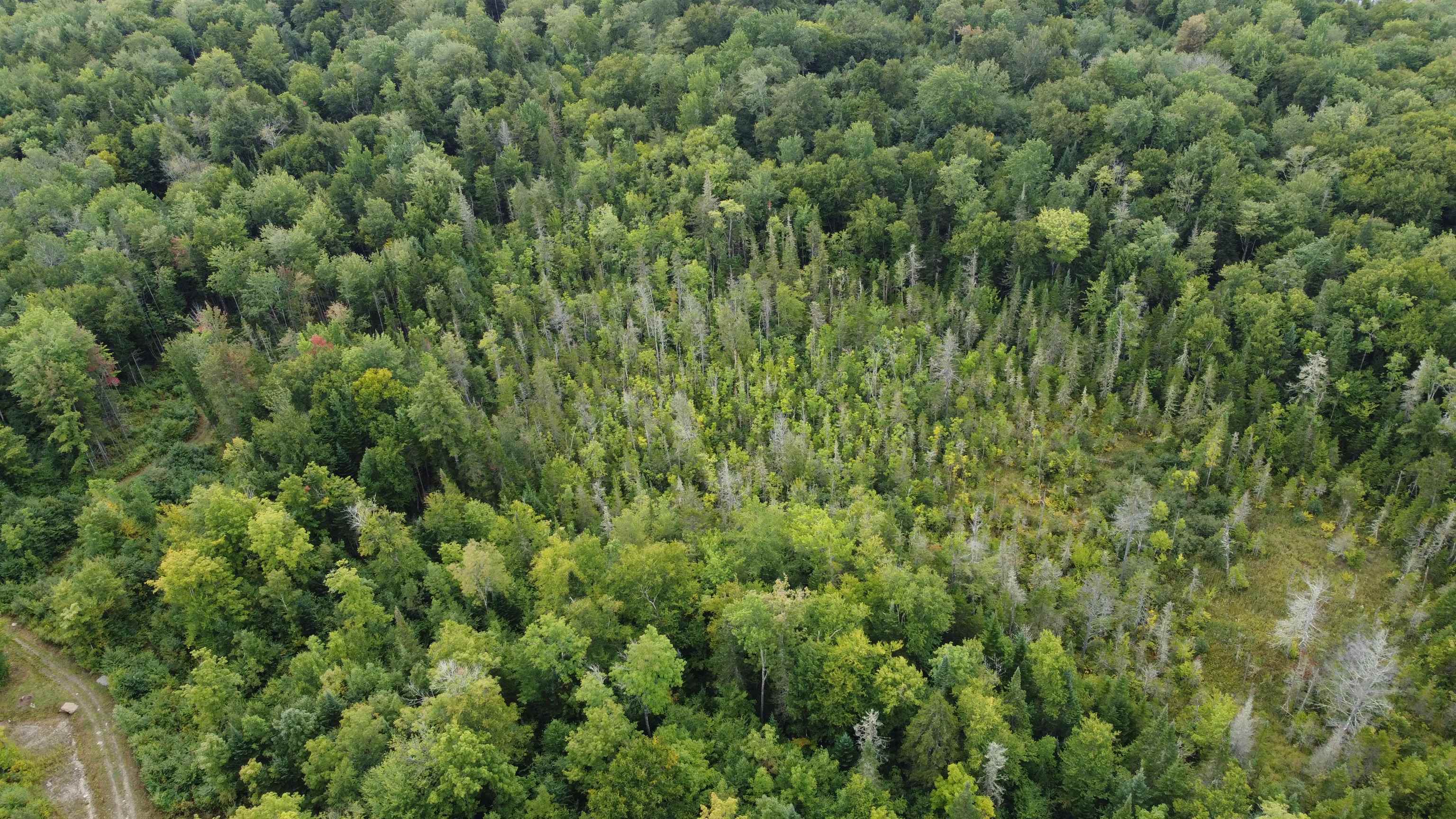 0 Granby Road North Concord, VT 05858 - Photo 12 of 12