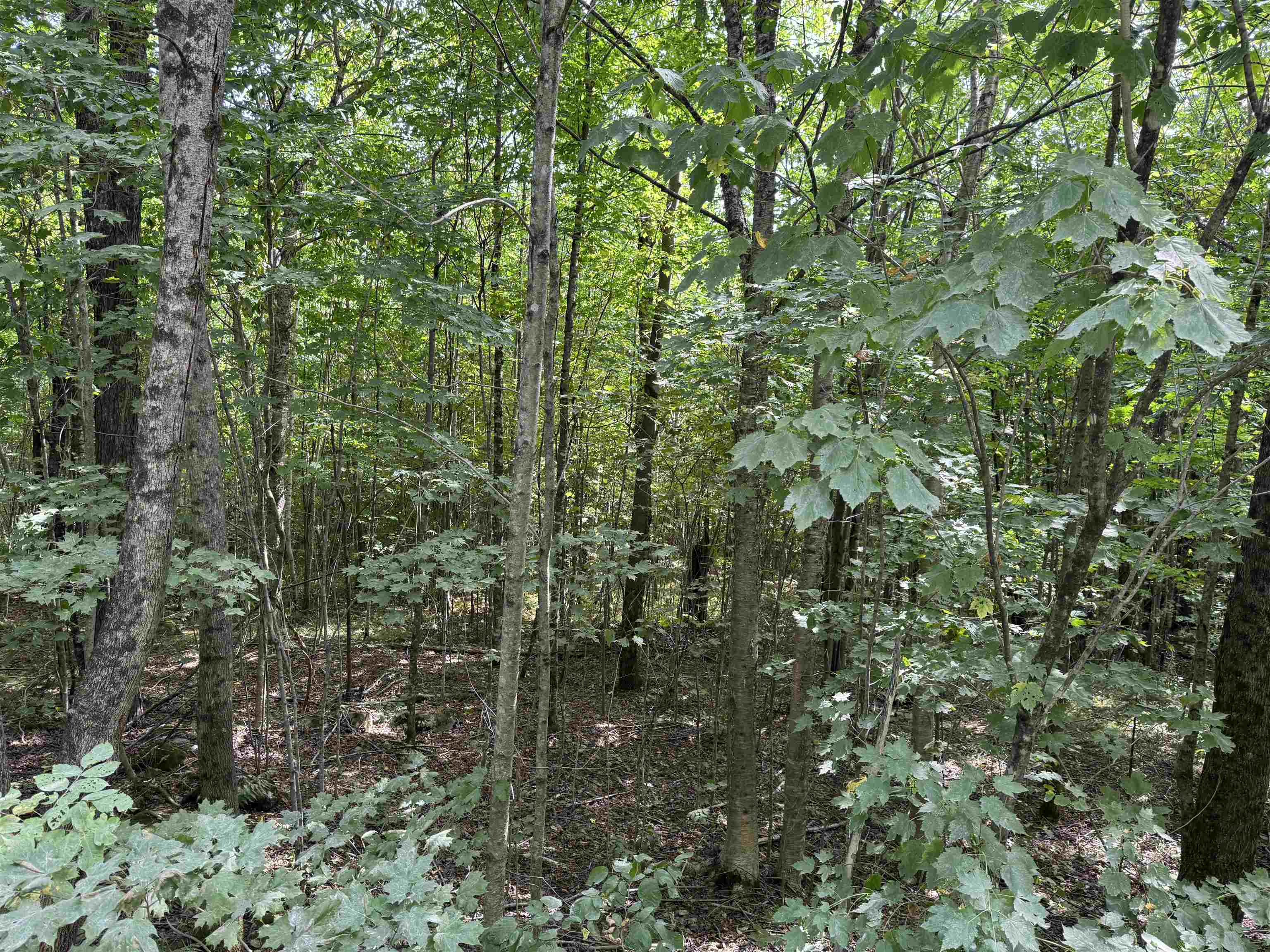 0 Granby Road North Concord, VT 05858 - Photo 5 of 12