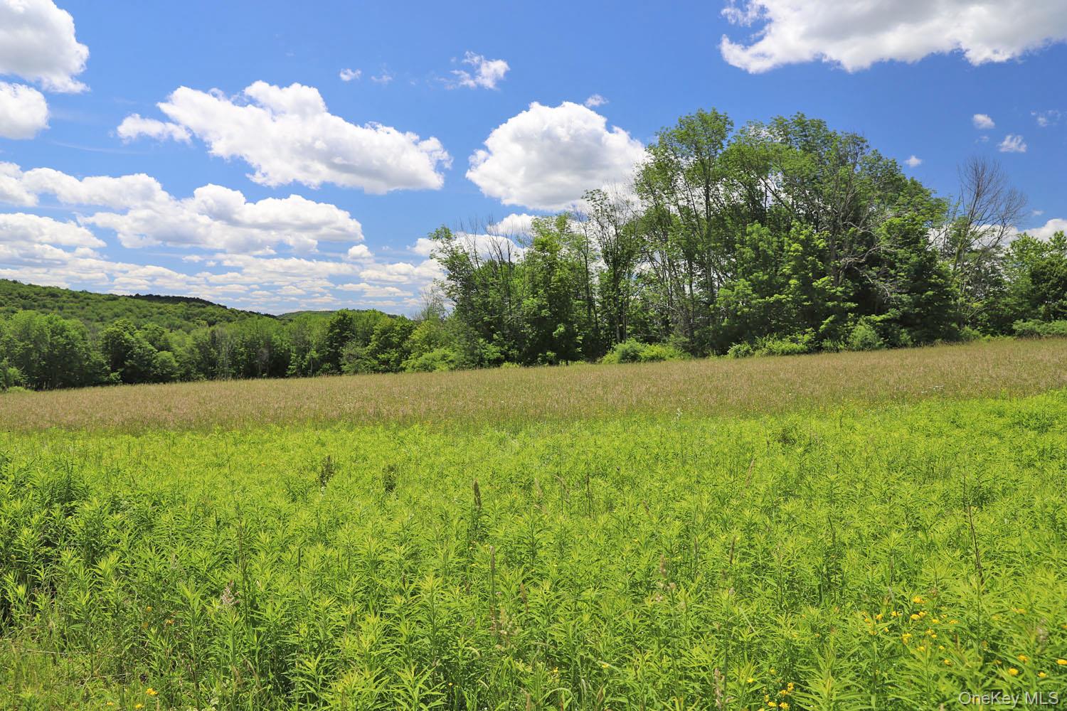 Dietz Road Callicoon Center, NY 12724 - Photo 6 of 24 Meadow to treeline