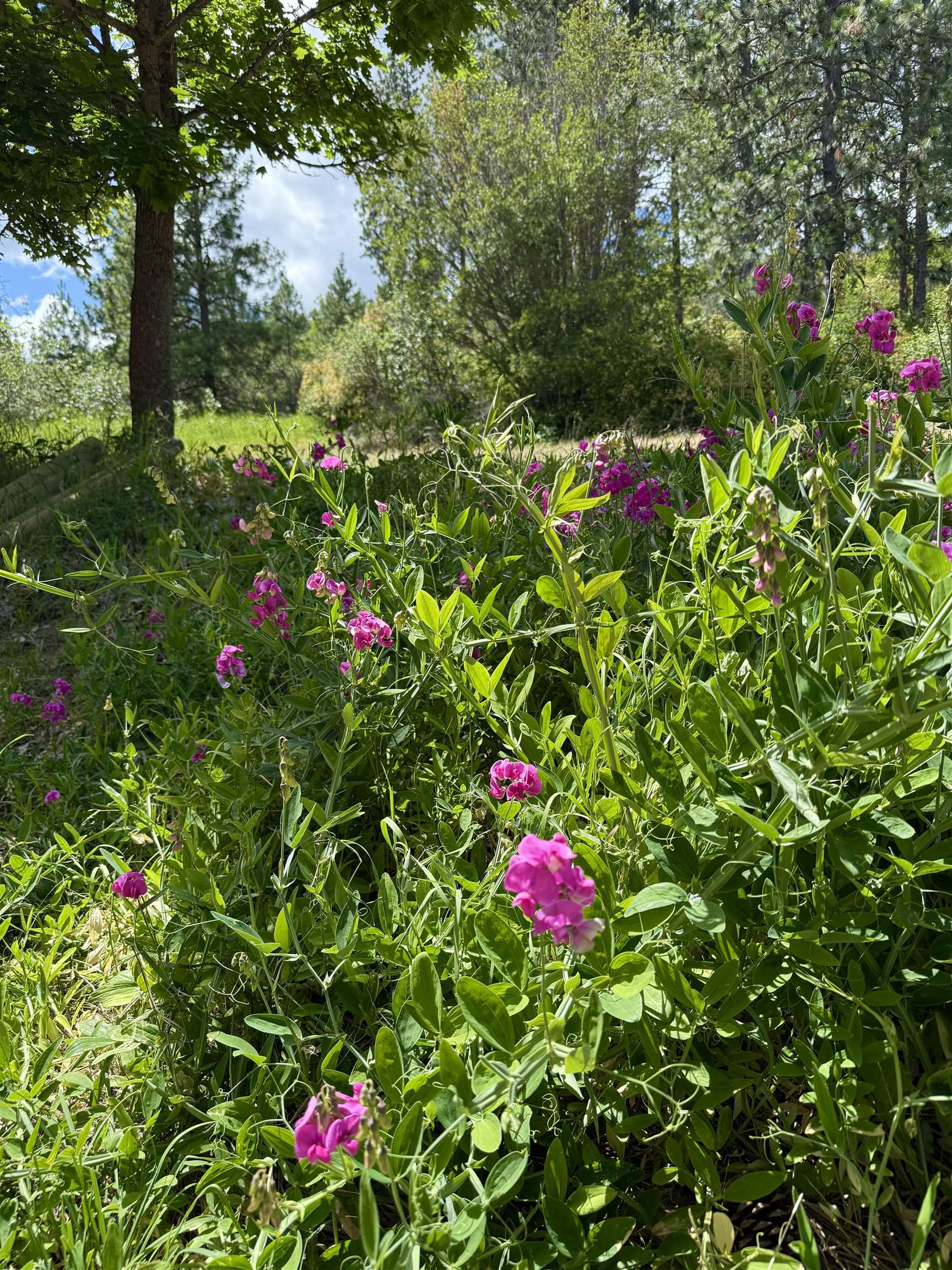 29411 North Dunn Road Chattaroy, WA 99003 - Photo 11 of 41