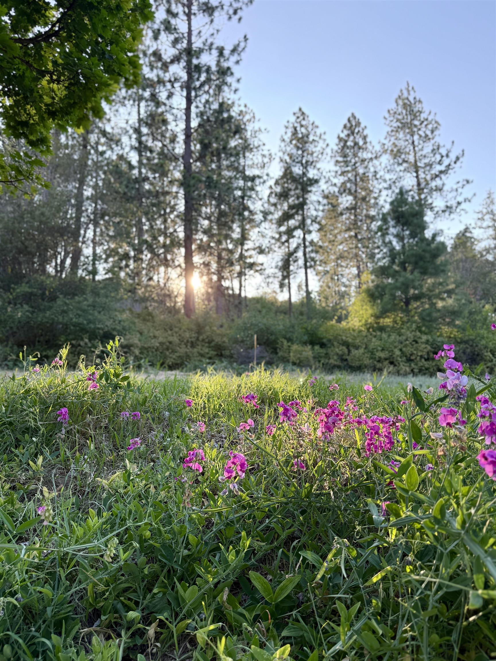 29411 North Dunn Road Chattaroy, WA 99003 - Photo 12 of 41