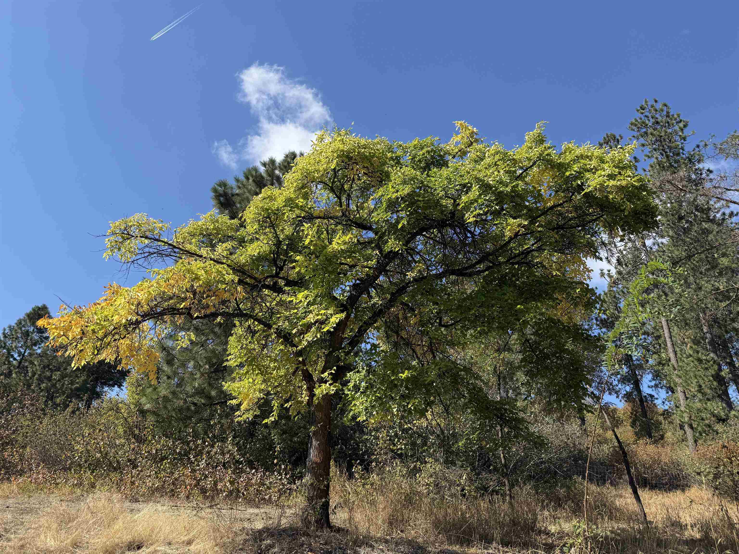 29411 North Dunn Road Chattaroy, WA 99003 - Photo 13 of 41