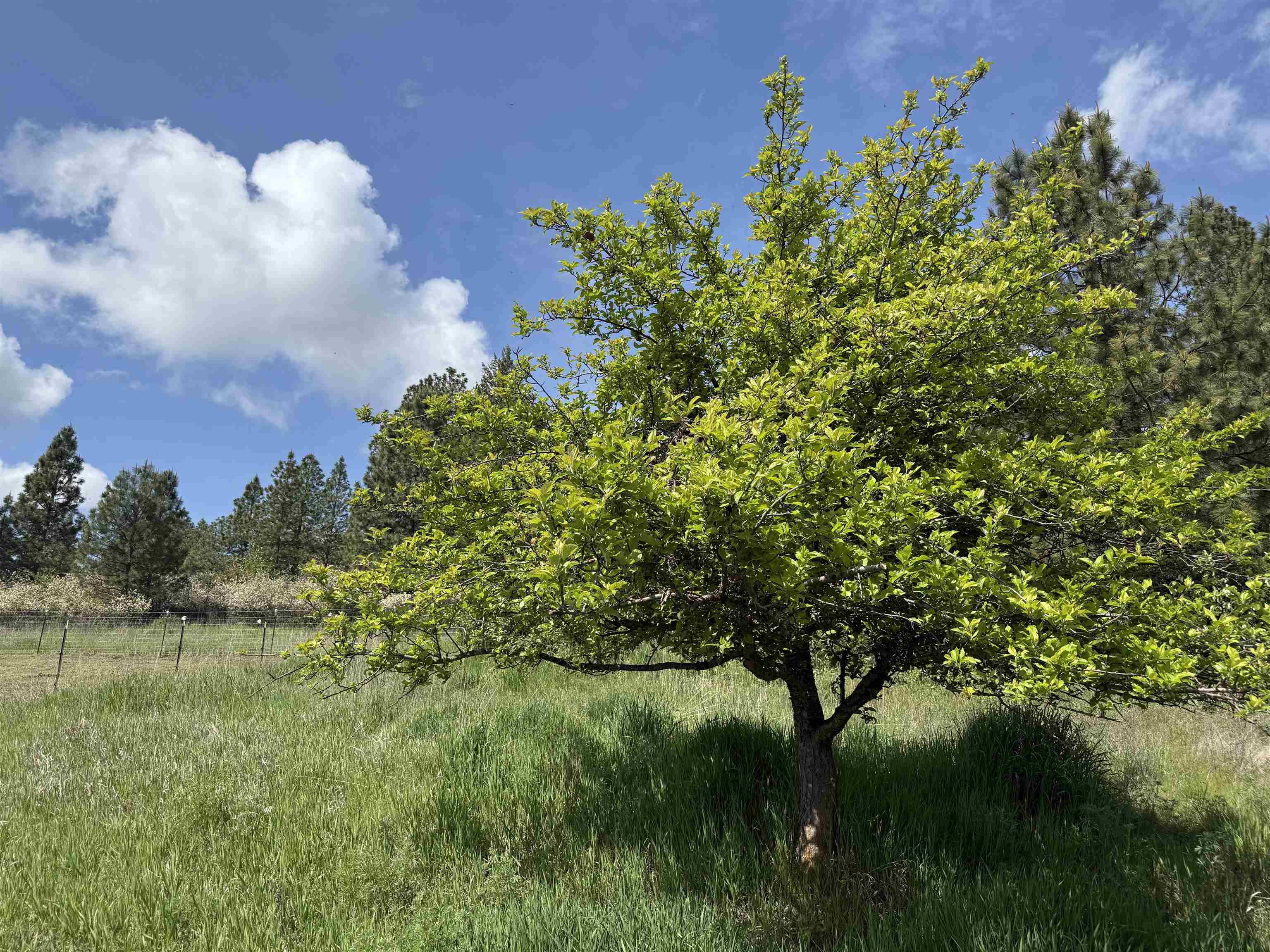 29411 North Dunn Road Chattaroy, WA 99003 - Photo 14 of 41