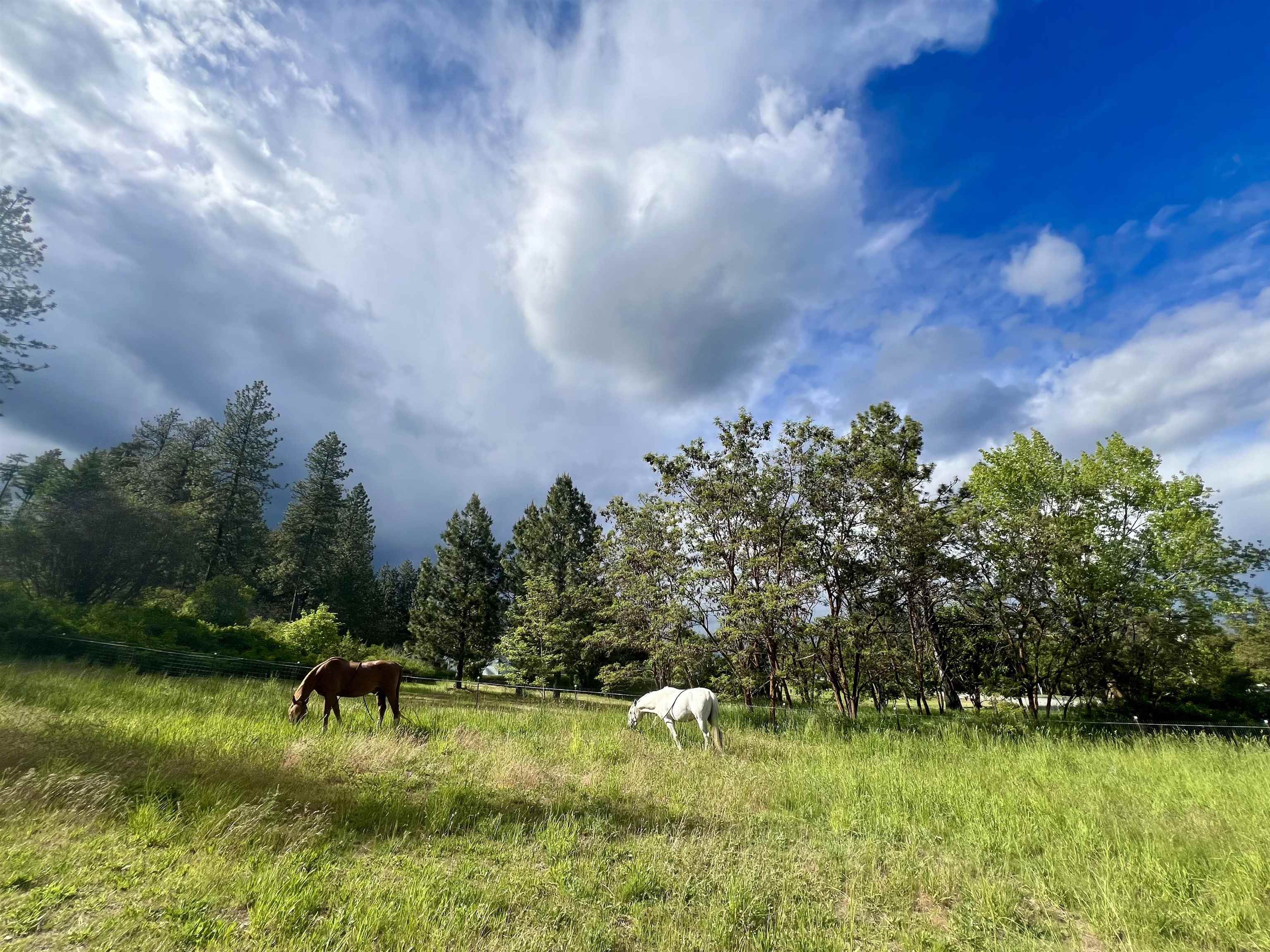 29411 North Dunn Road Chattaroy, WA 99003 - Photo 18 of 41