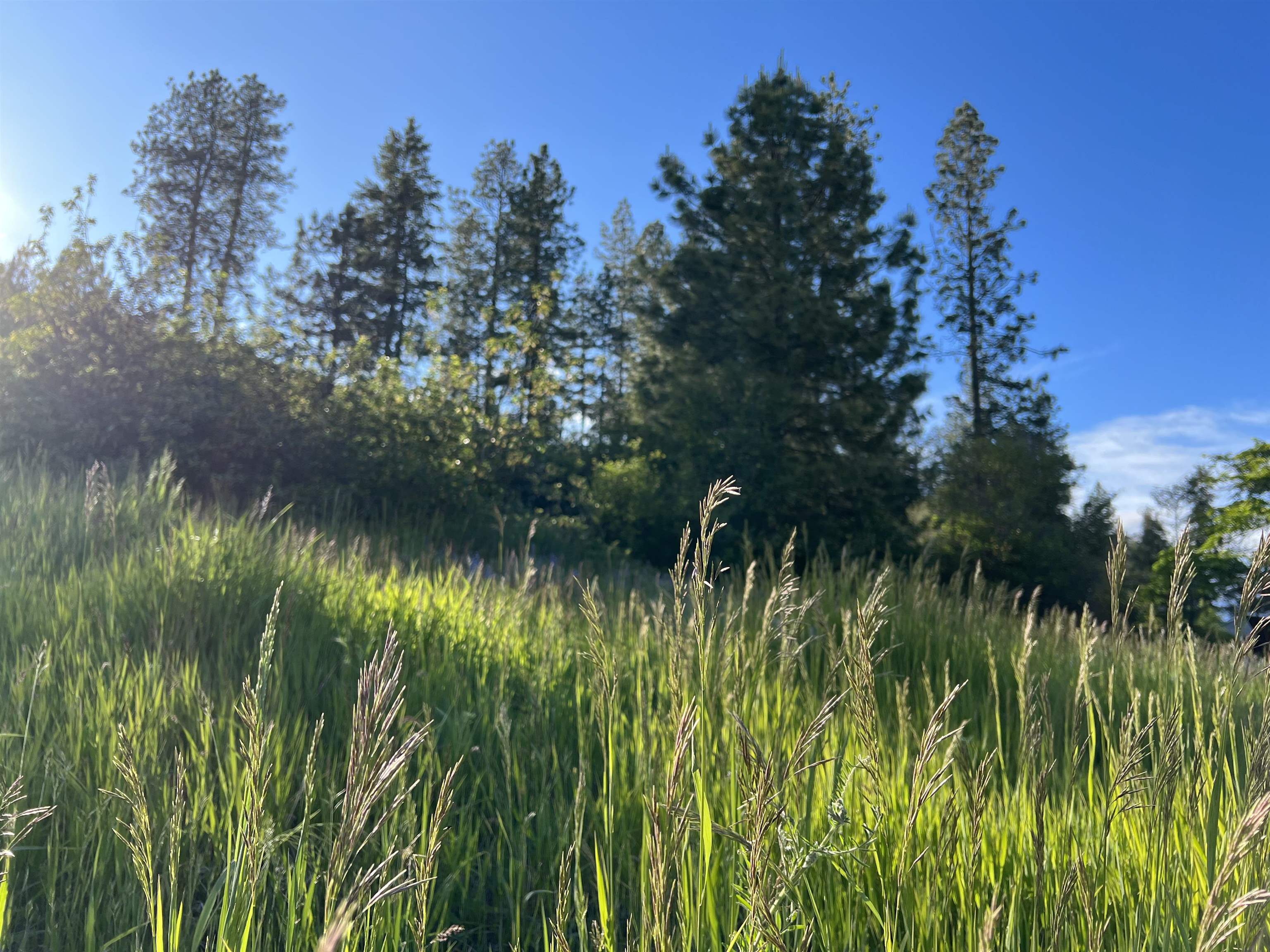 29411 North Dunn Road Chattaroy, WA 99003 - Photo 19 of 41