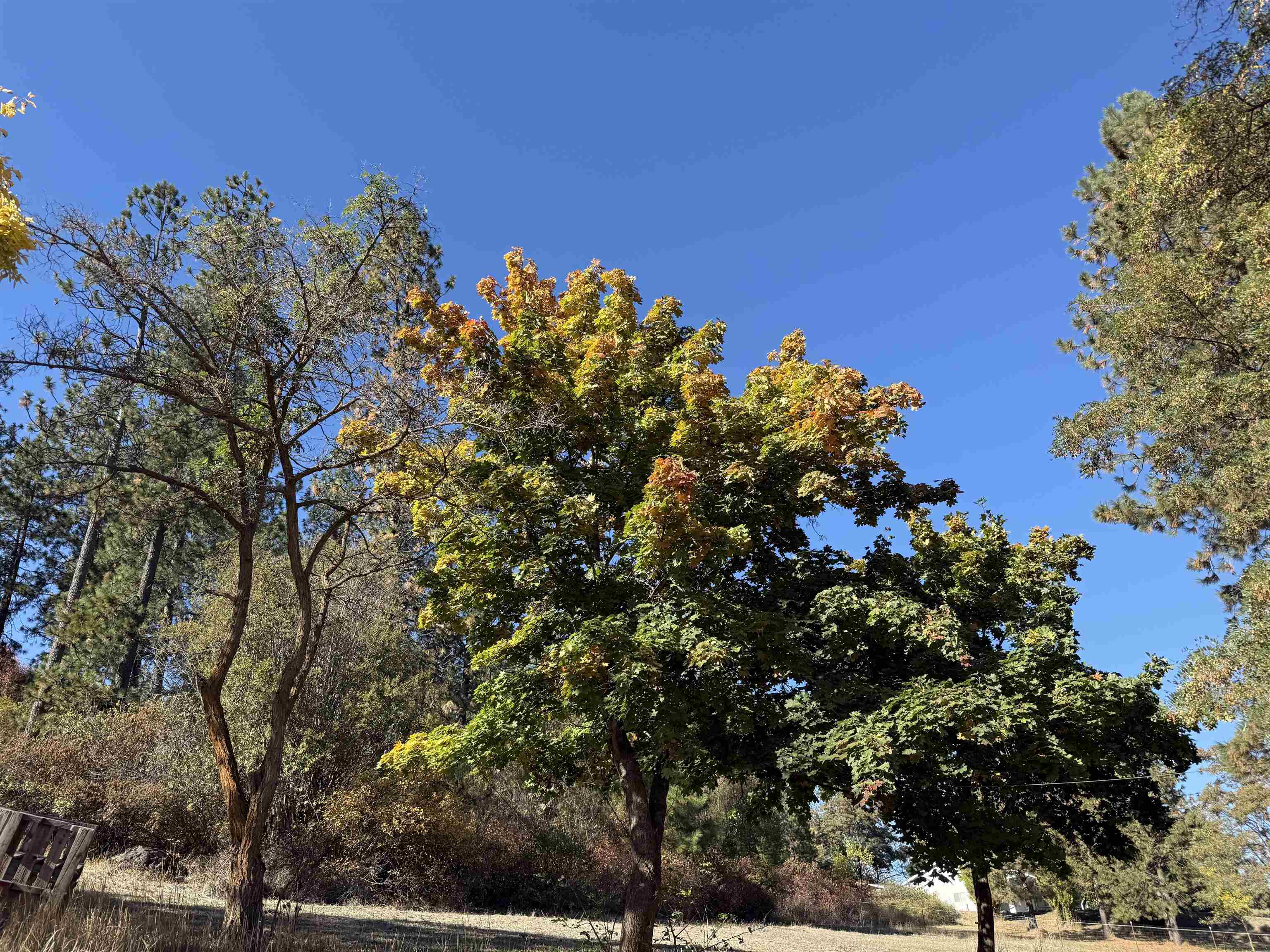 29411 North Dunn Road Chattaroy, WA 99003 - Photo 25 of 41