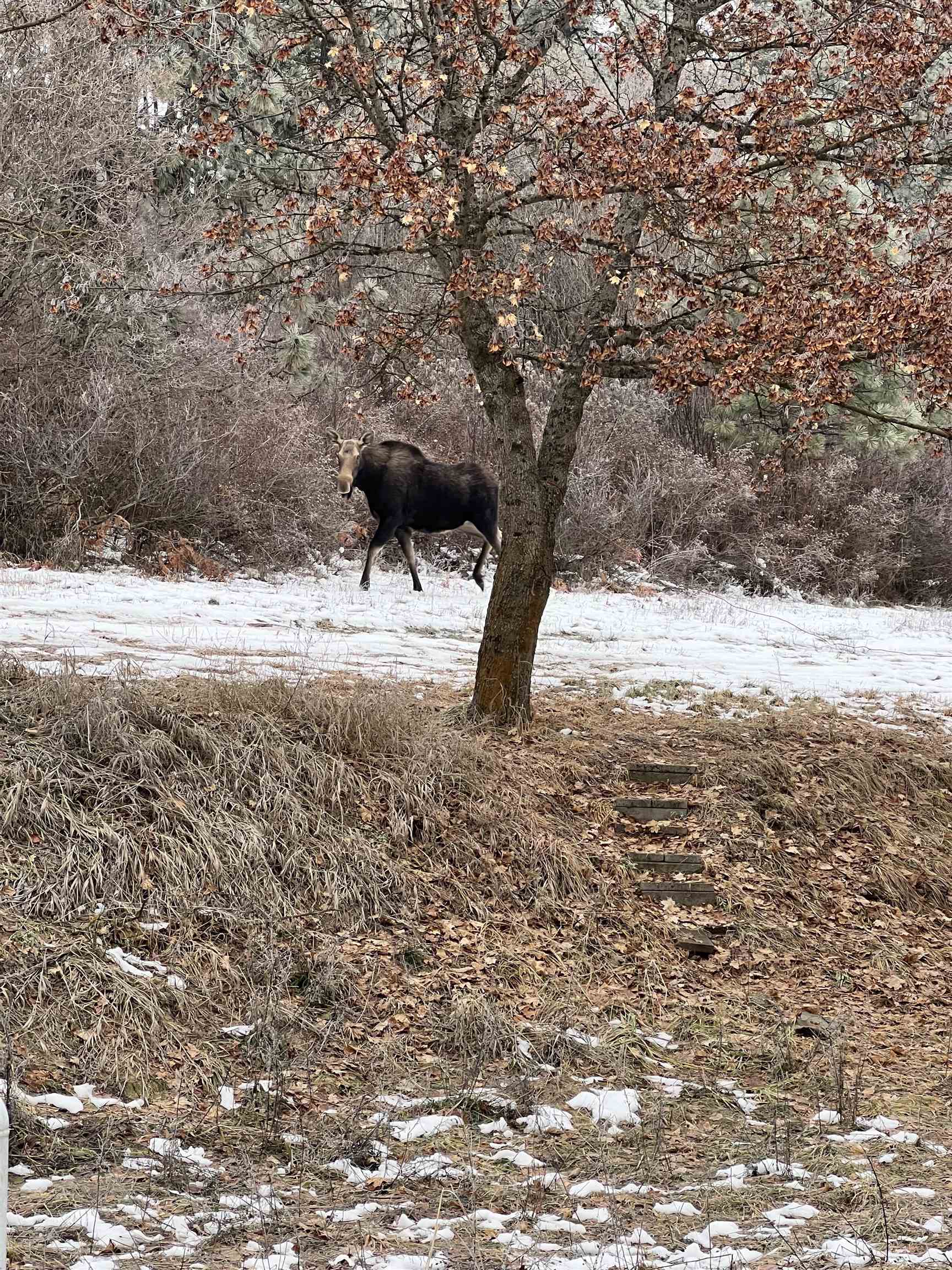 29411 North Dunn Road Chattaroy, WA 99003 - Photo 29 of 41