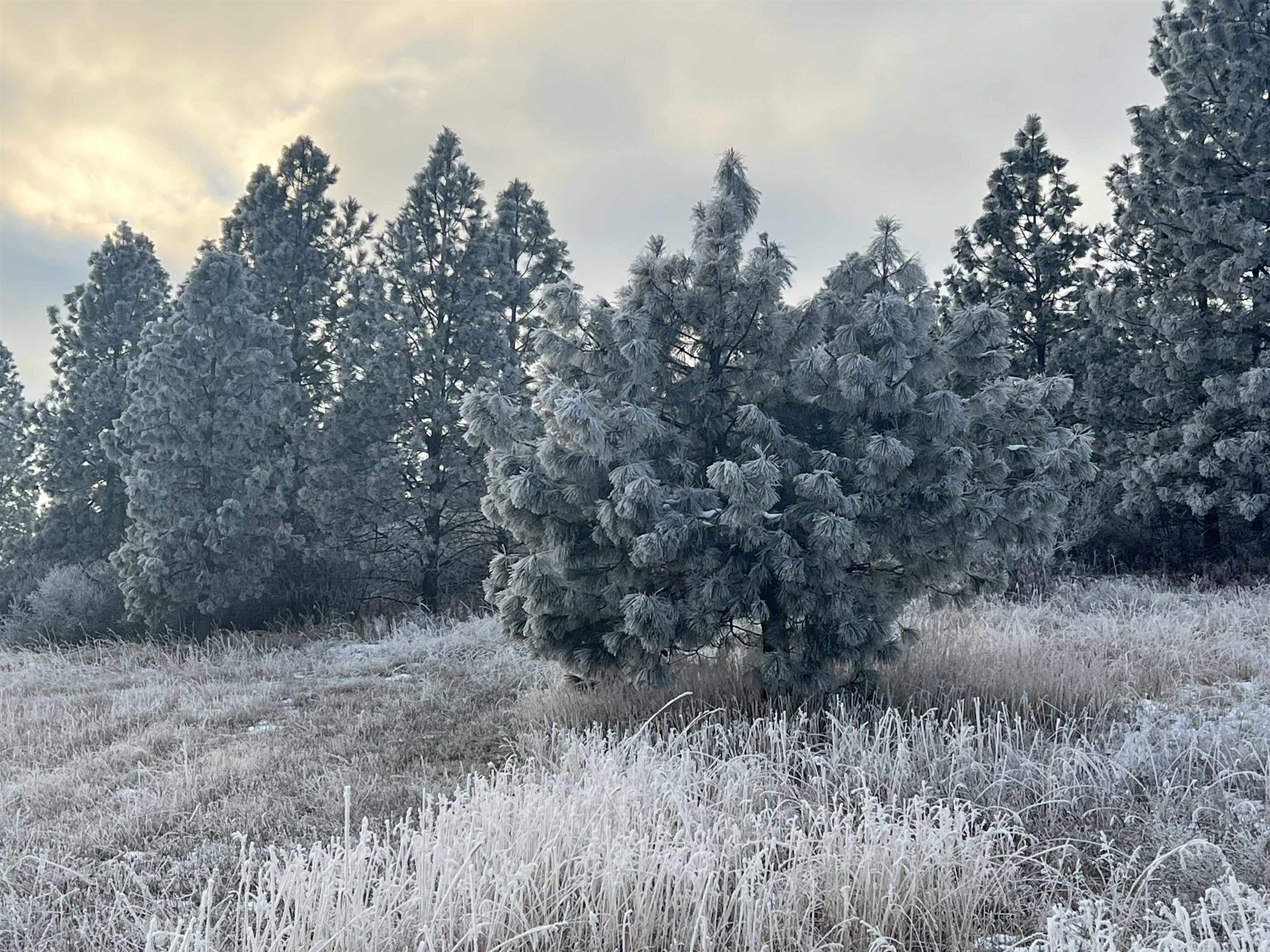 29411 North Dunn Road Chattaroy, WA 99003 - Photo 36 of 41