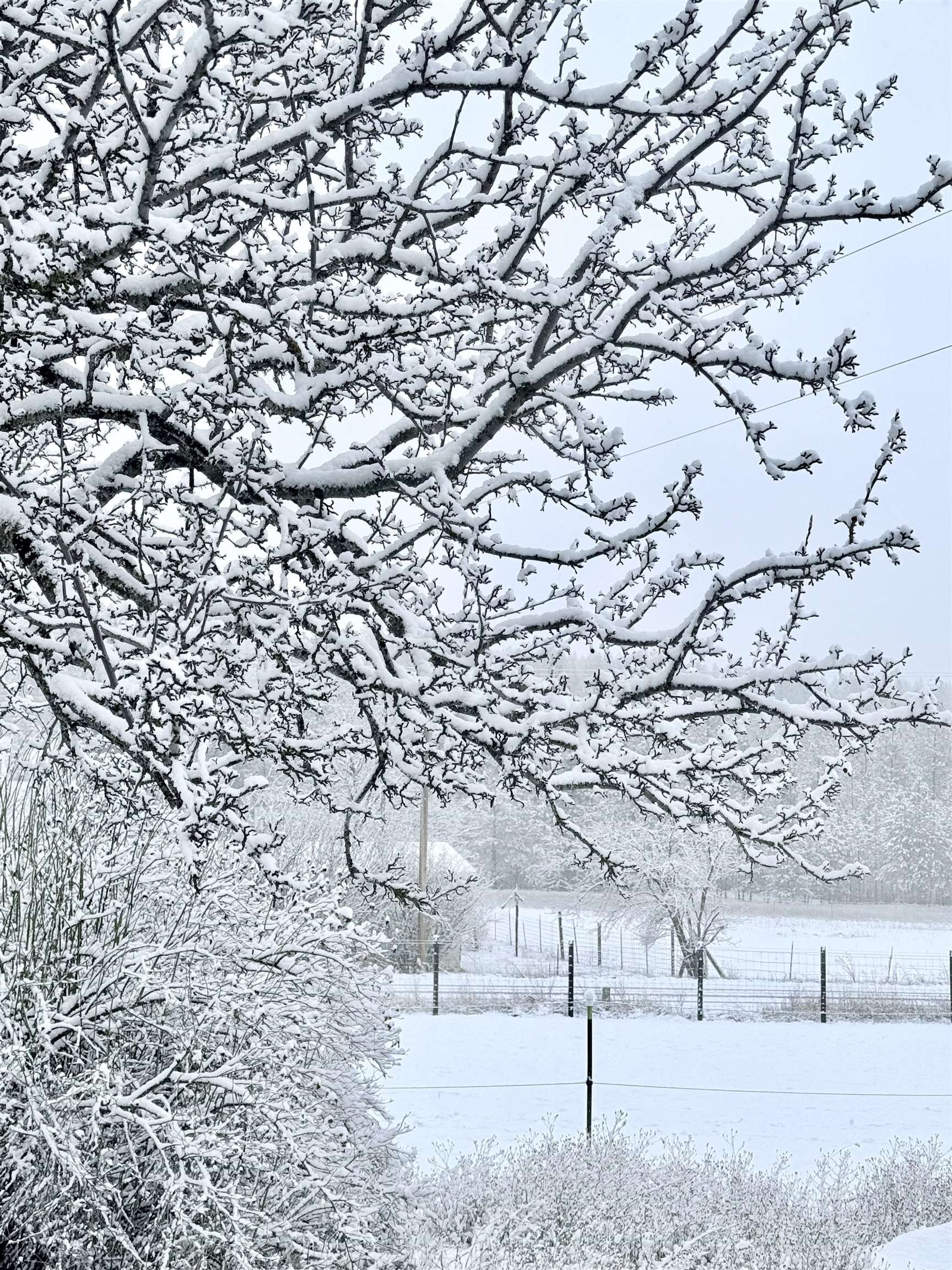 29411 North Dunn Road Chattaroy, WA 99003 - Photo 37 of 41