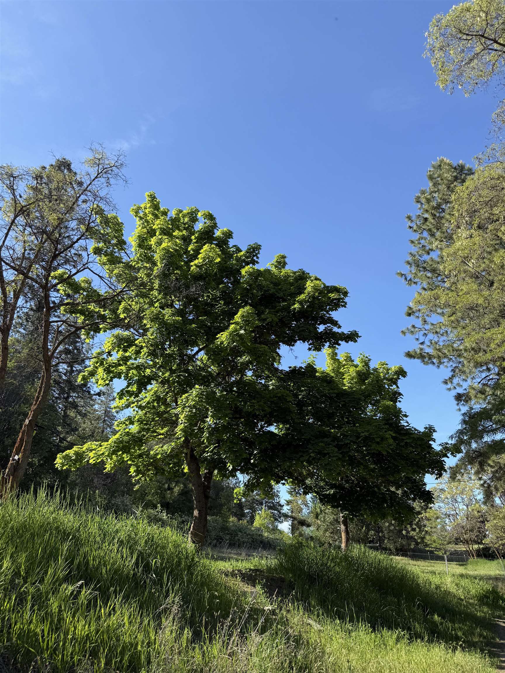 29411 North Dunn Road Chattaroy, WA 99003 - Photo 9 of 41