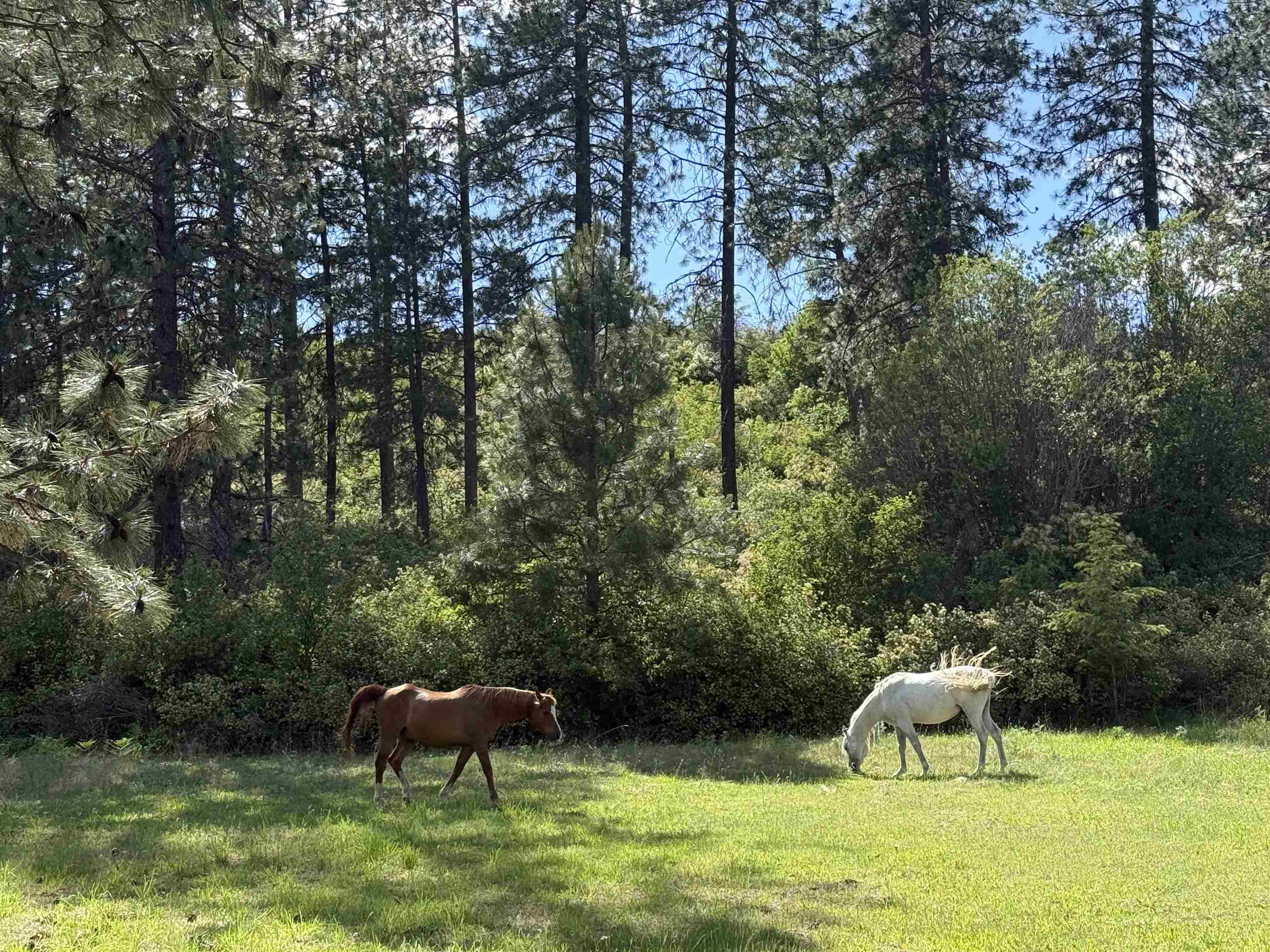 29411 North Dunn Road Chattaroy, WA 99003 - Photo 10 of 41