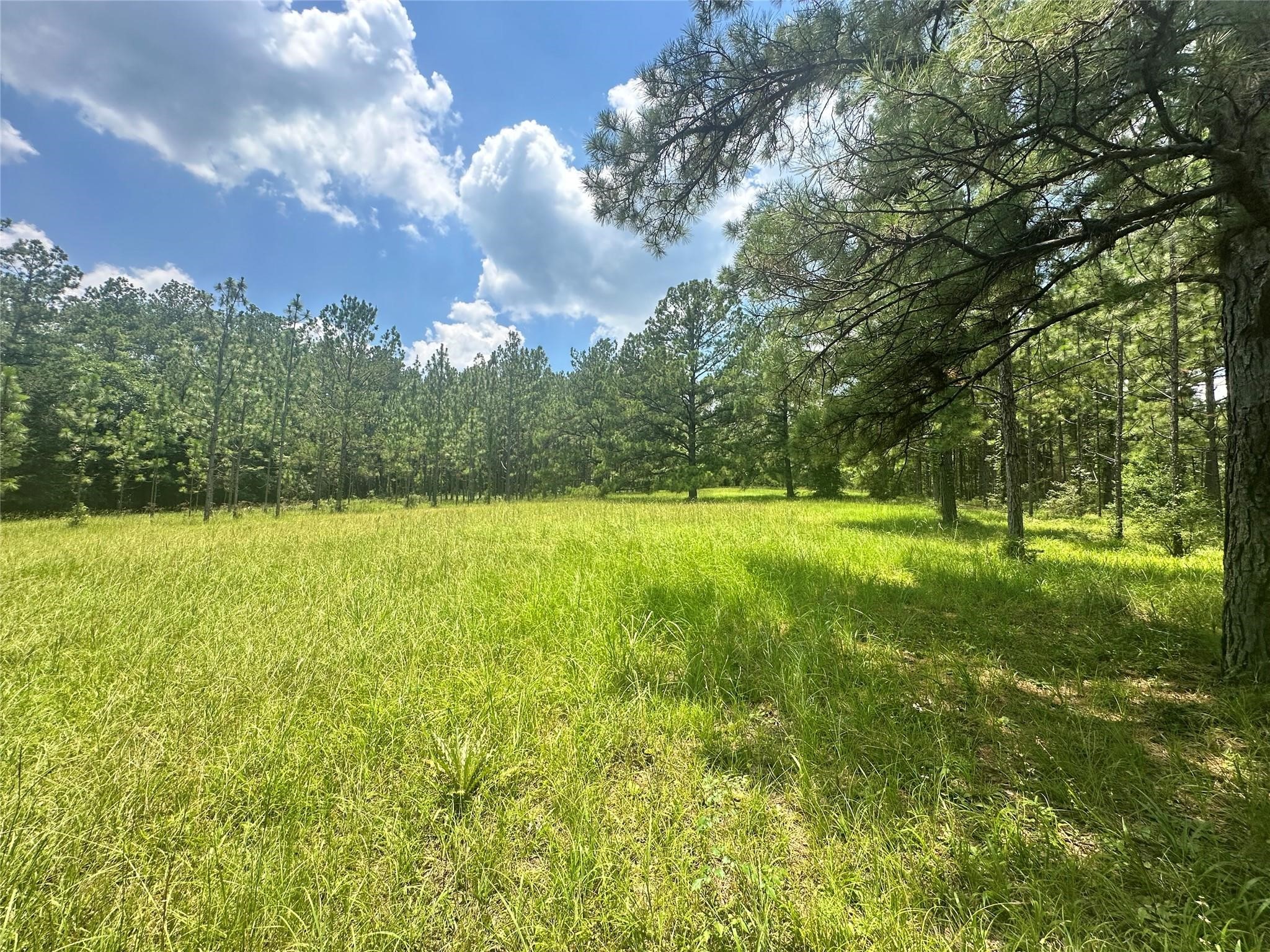 222 County Road 3085 Colmesneil, TX 75938 - Photo 49 of 50 a view of yard with swimming pool and green space