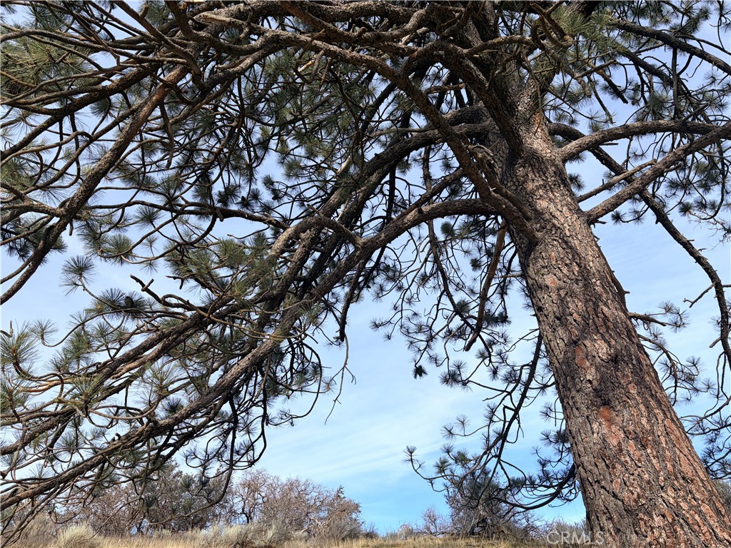 23131 Constance Way Tehachapi, CA 93561 - Photo 18 of 18