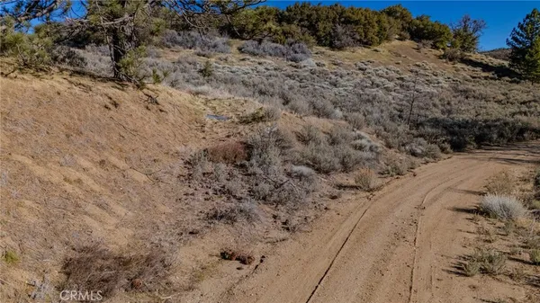 a view of a dry yard with trees