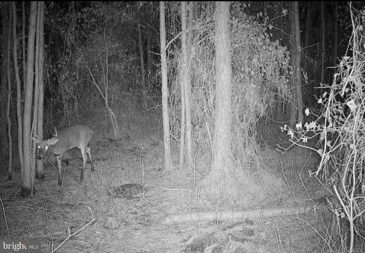 0 Boone Road, Unit PARCEL 463 Crisfield, MD 21817 - Photo 2 of 9 a view of a outdoor space