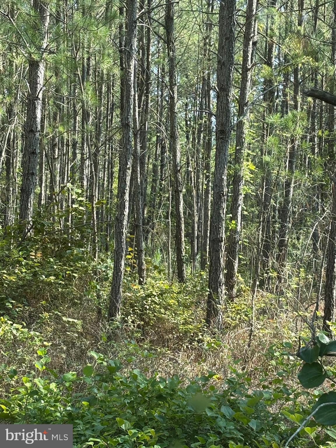 0 Boone Road, Unit PARCEL 463 Crisfield, MD 21817 - Photo 5 of 9 a view of lots of trees