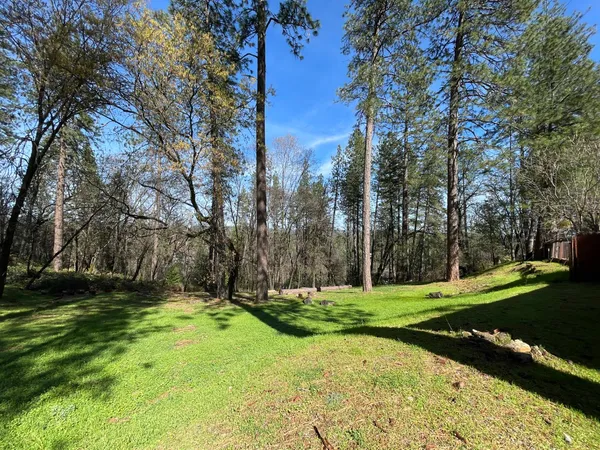 a view of a park with large trees