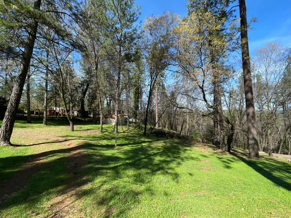 a view of a park with large trees