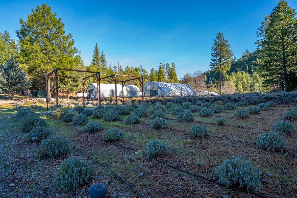 12757 Fern Road Whitmore, CA 96096 - Photo 58 of 62 a view of a big yard with swimming pool and green space