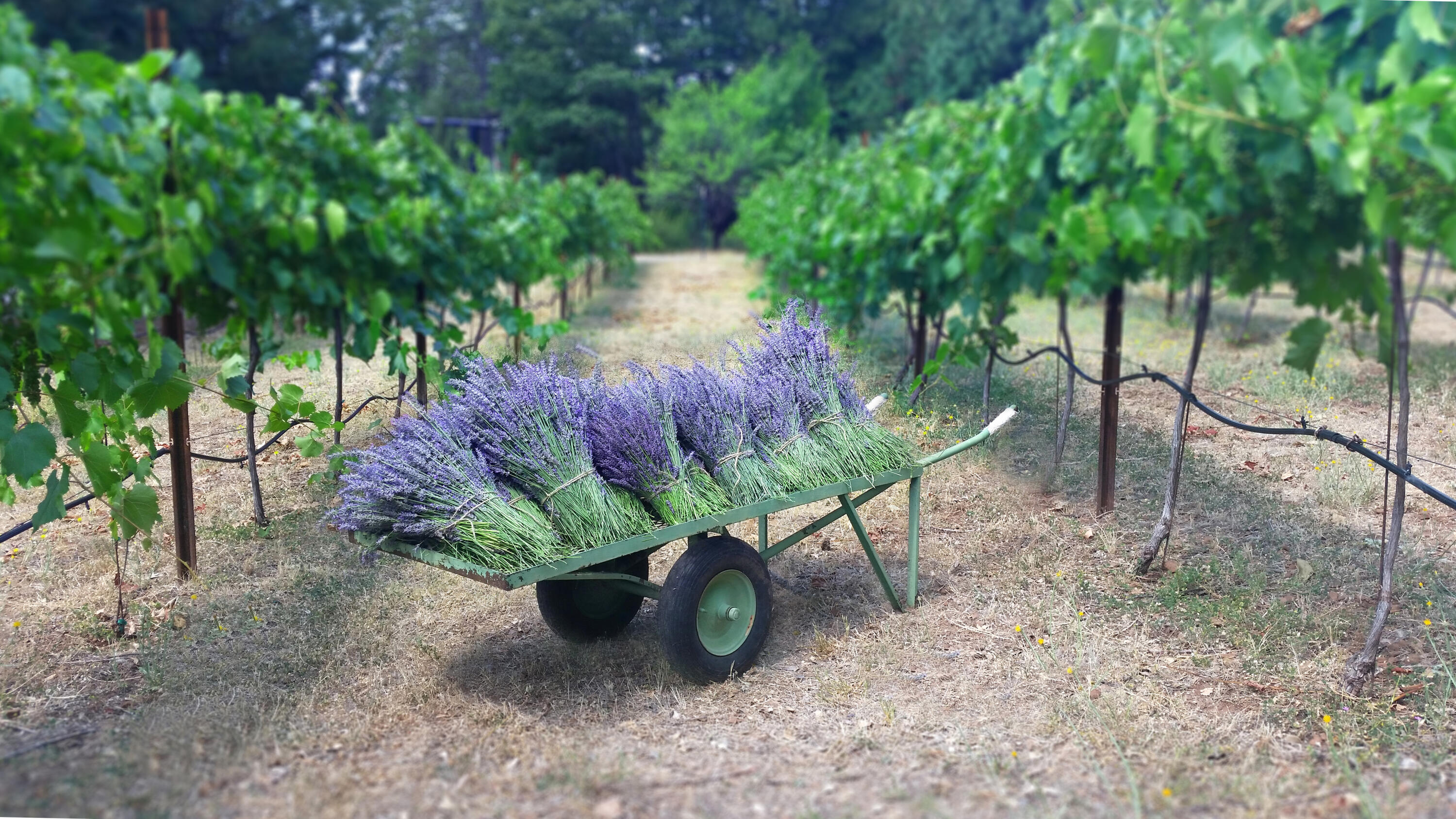 12757 Fern Road Whitmore, CA 96096 - Photo 62 of 62 a view of a chairs and table in the backyard
