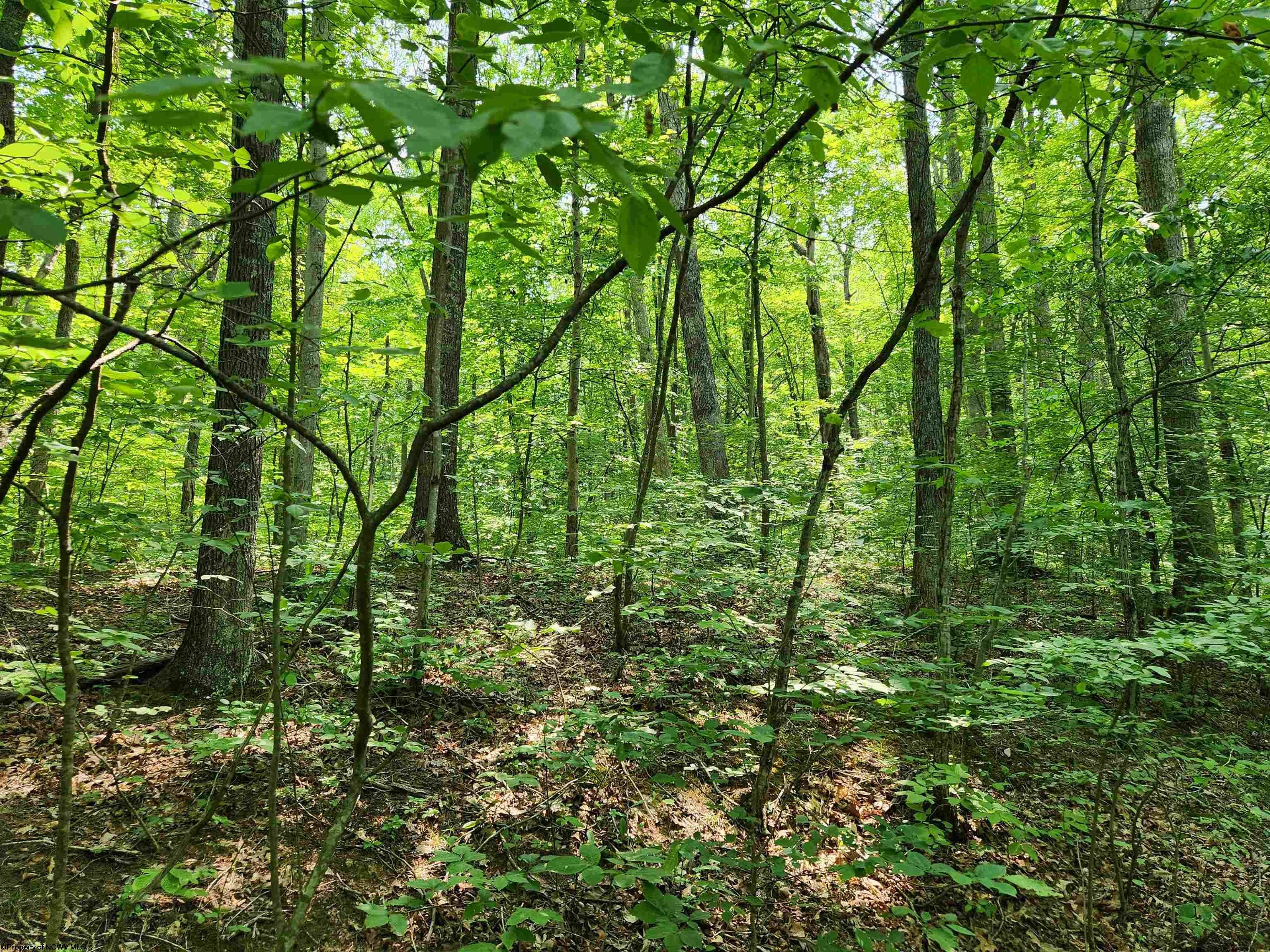 Tbd Murphy Creek Road Weston, WV 26452 - Photo 6 of 20 Gallery Image 6