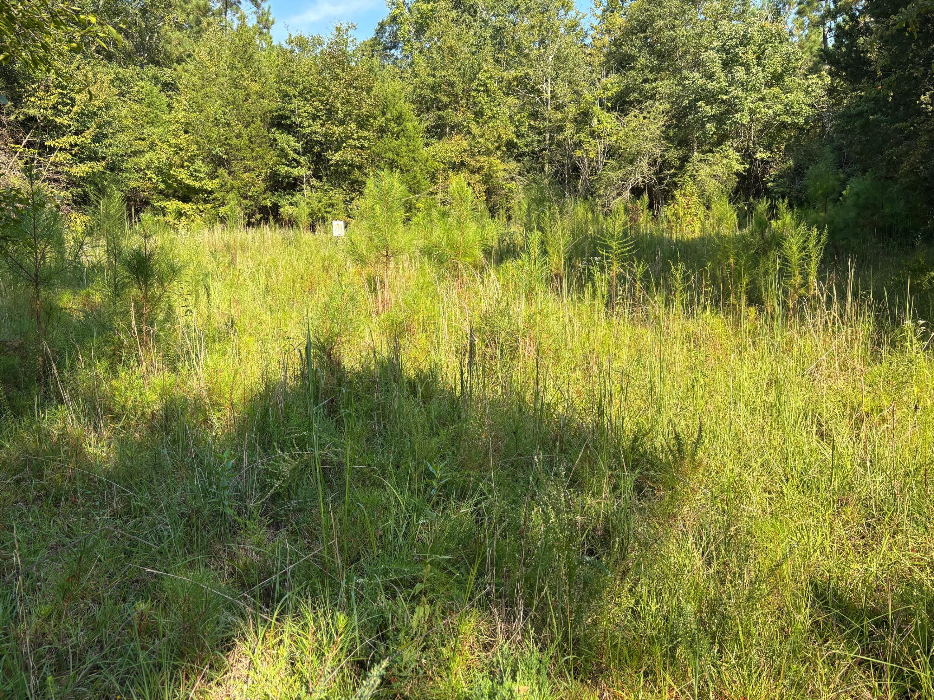 1460 Whitetown Road McCormick, SC 29835 - Photo 2 of 12