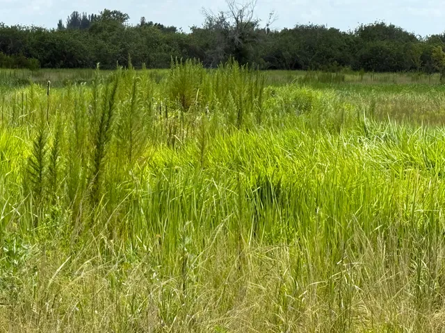 a view of lake with green space