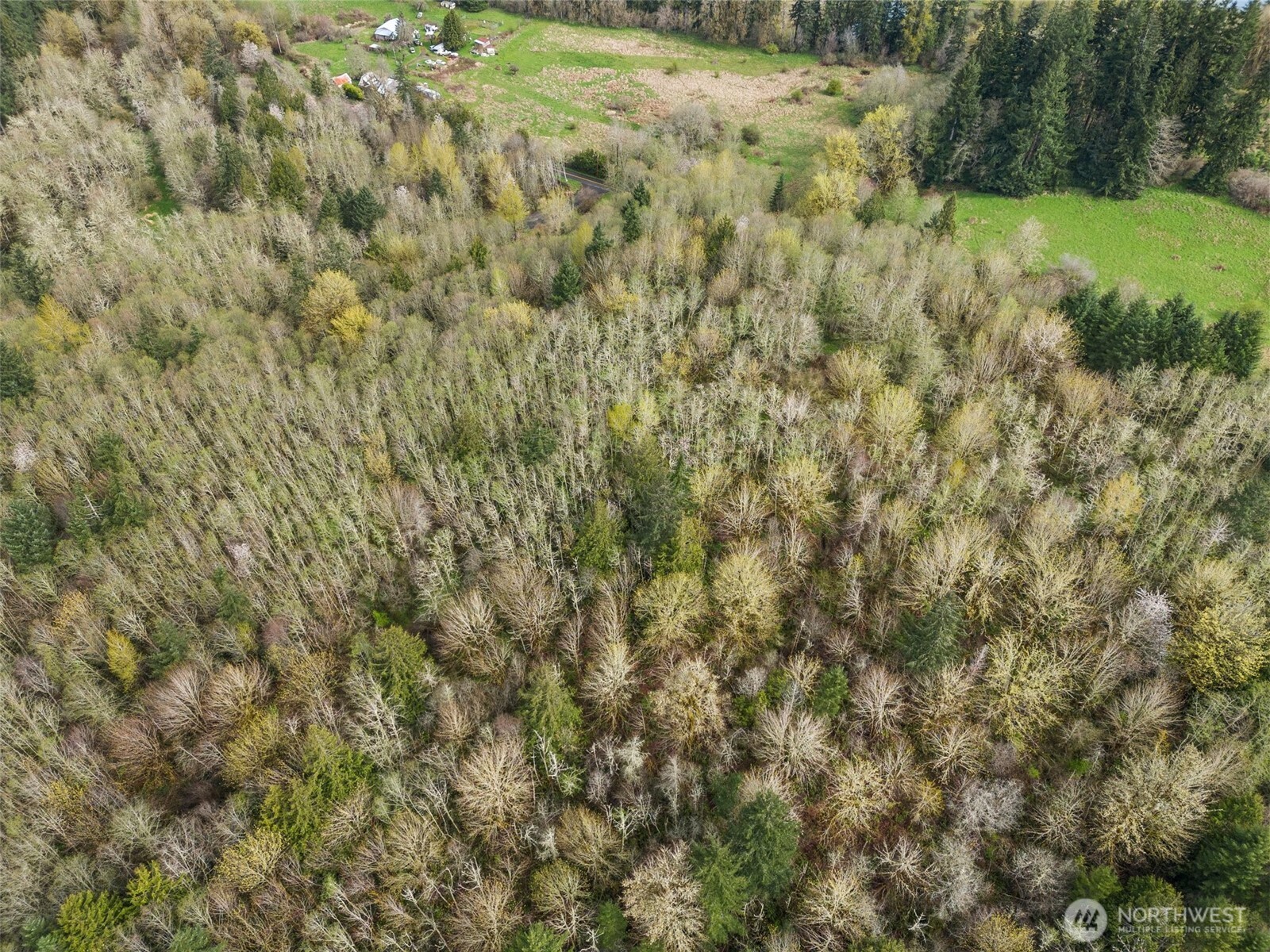 10931 Lundeen Road Southwest Rochester, WA 98579 - Photo 9 of 14 a view of a yard with a tree