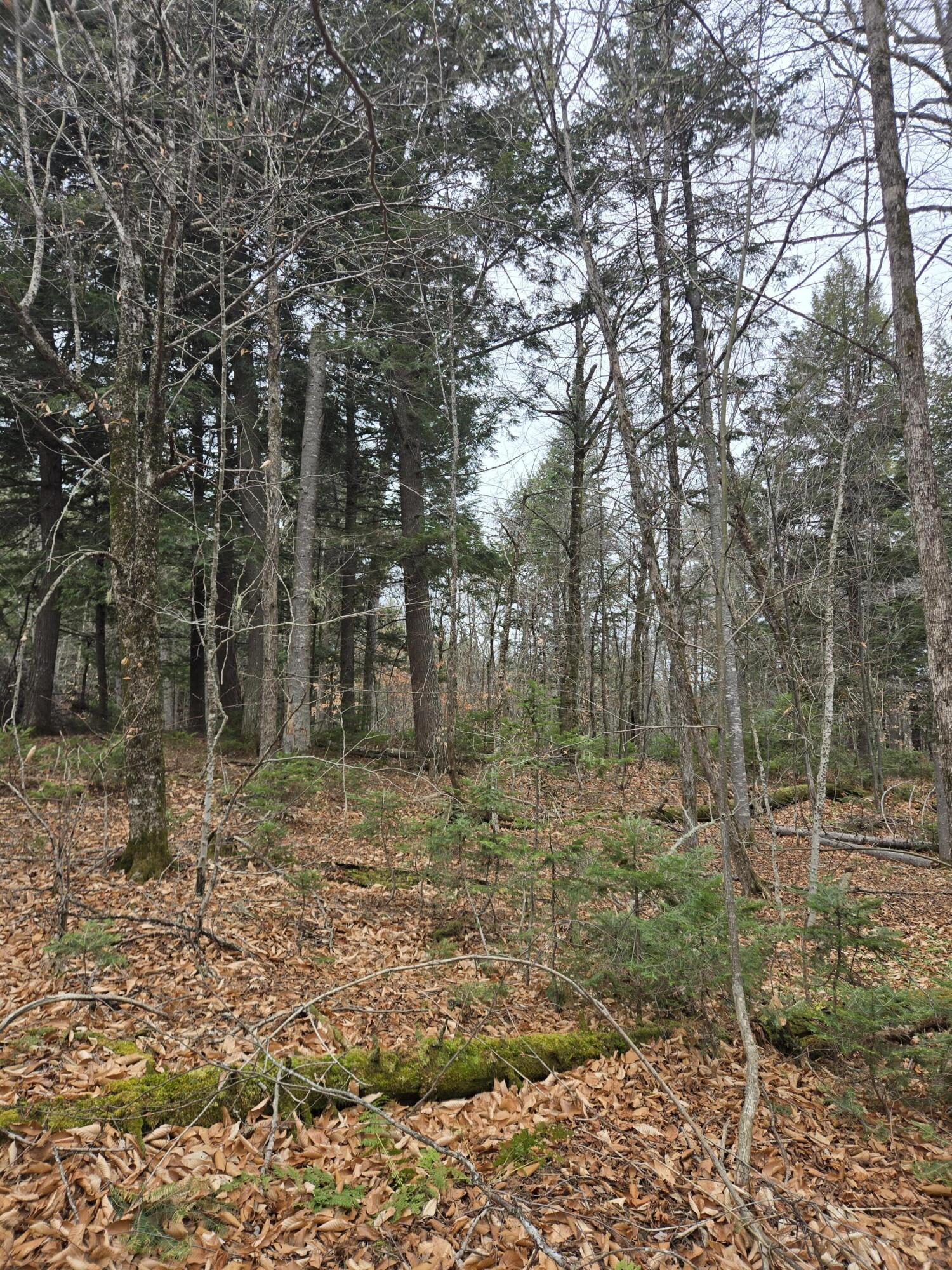 469 East Cottage Road Portage, ME 04768 - Photo 35 of 63 20241120_104743