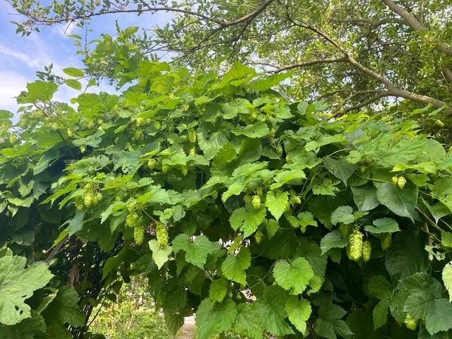 $450,000 | 221 South Winsted Street, Spring Green, WI 53588