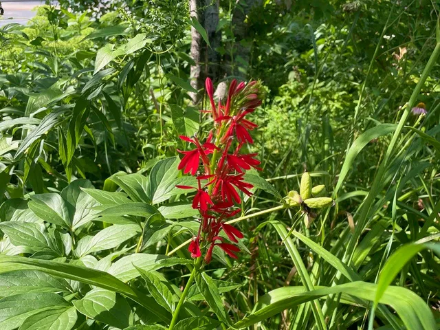 $450,000 | 221 South Winsted Street, Spring Green, WI 53588