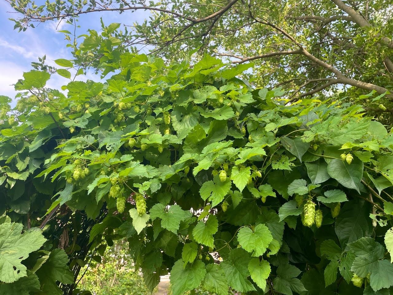 221 South Winsted Street Spring Green, WI 53588 - Photo 70 of 82