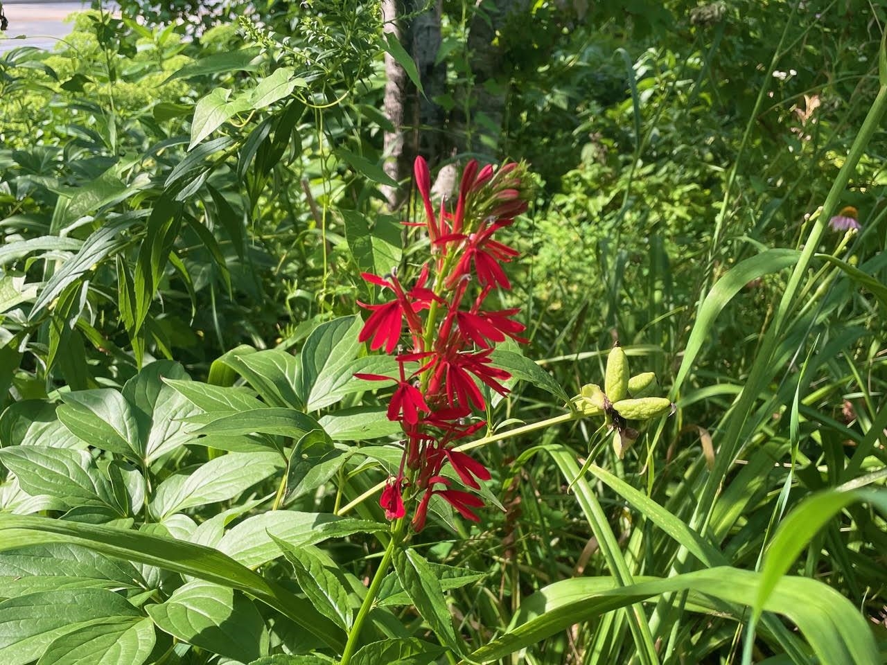 221 South Winsted Street Spring Green, WI 53588 - Photo 73 of 82