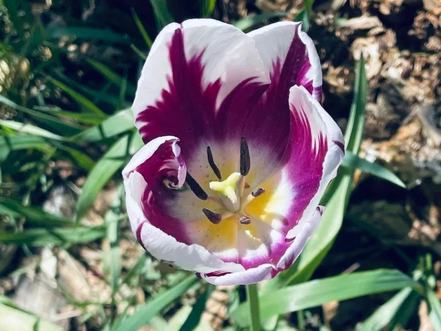 $450,000 | 221 South Winsted Street, Spring Green, WI 53588