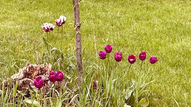 $450,000 | 221 South Winsted Street, Spring Green, WI 53588