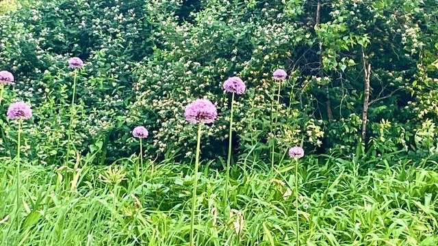 $450,000 | 221 South Winsted Street, Spring Green, WI 53588