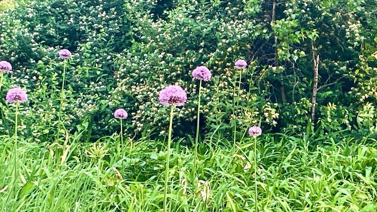 221 South Winsted Street Spring Green, WI 53588 - Photo 78 of 82