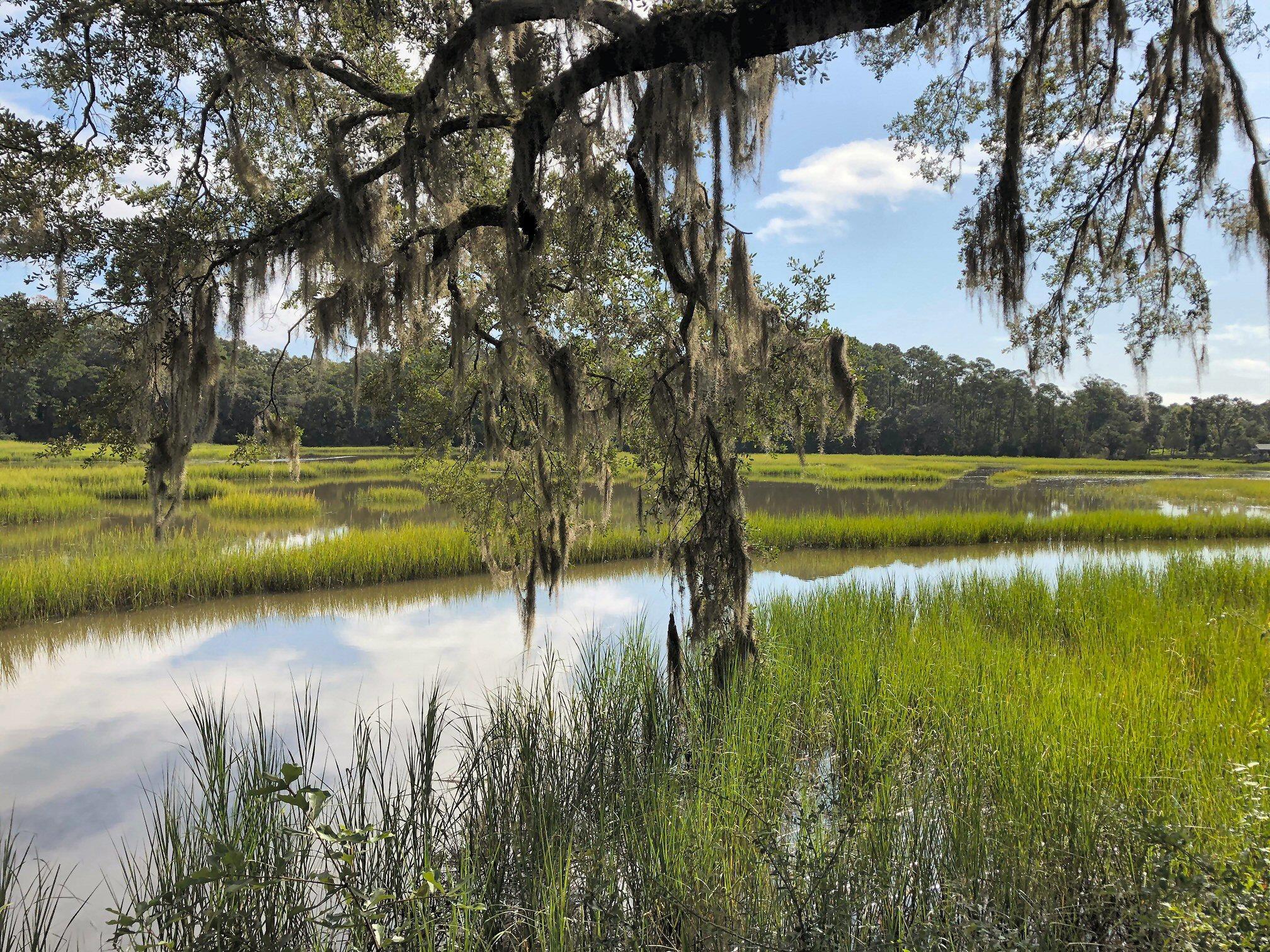 7273 Commodore Road Meggett, SC 29449 - Photo 6 of 26 View from middle of lot!