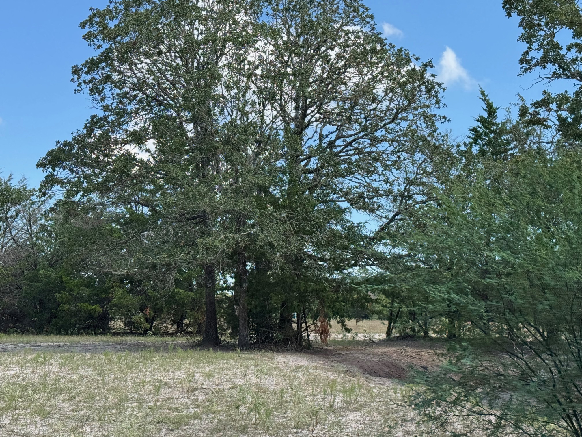 13115 Schoenemann Road Carmine, TX 78932 - Photo 14 of 15
